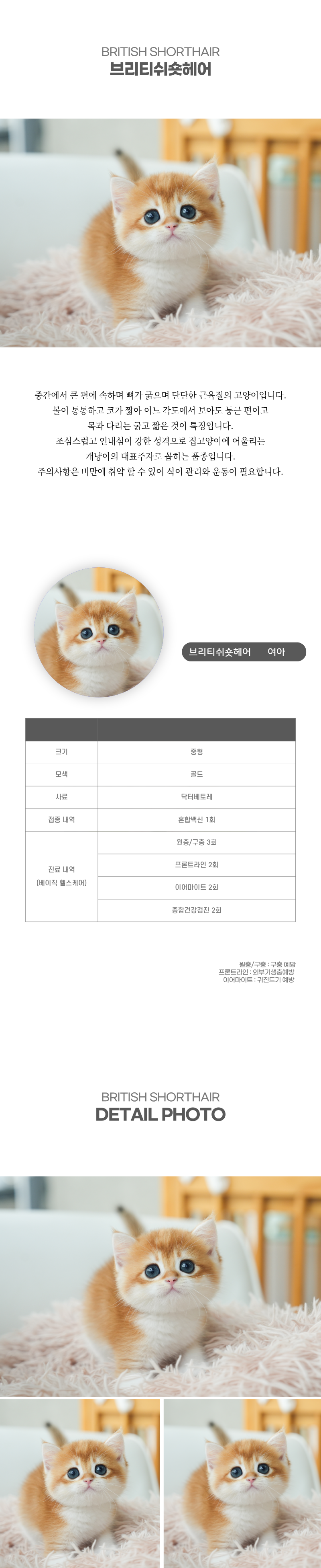 브리티쉬숏헤어_상세이미지_2